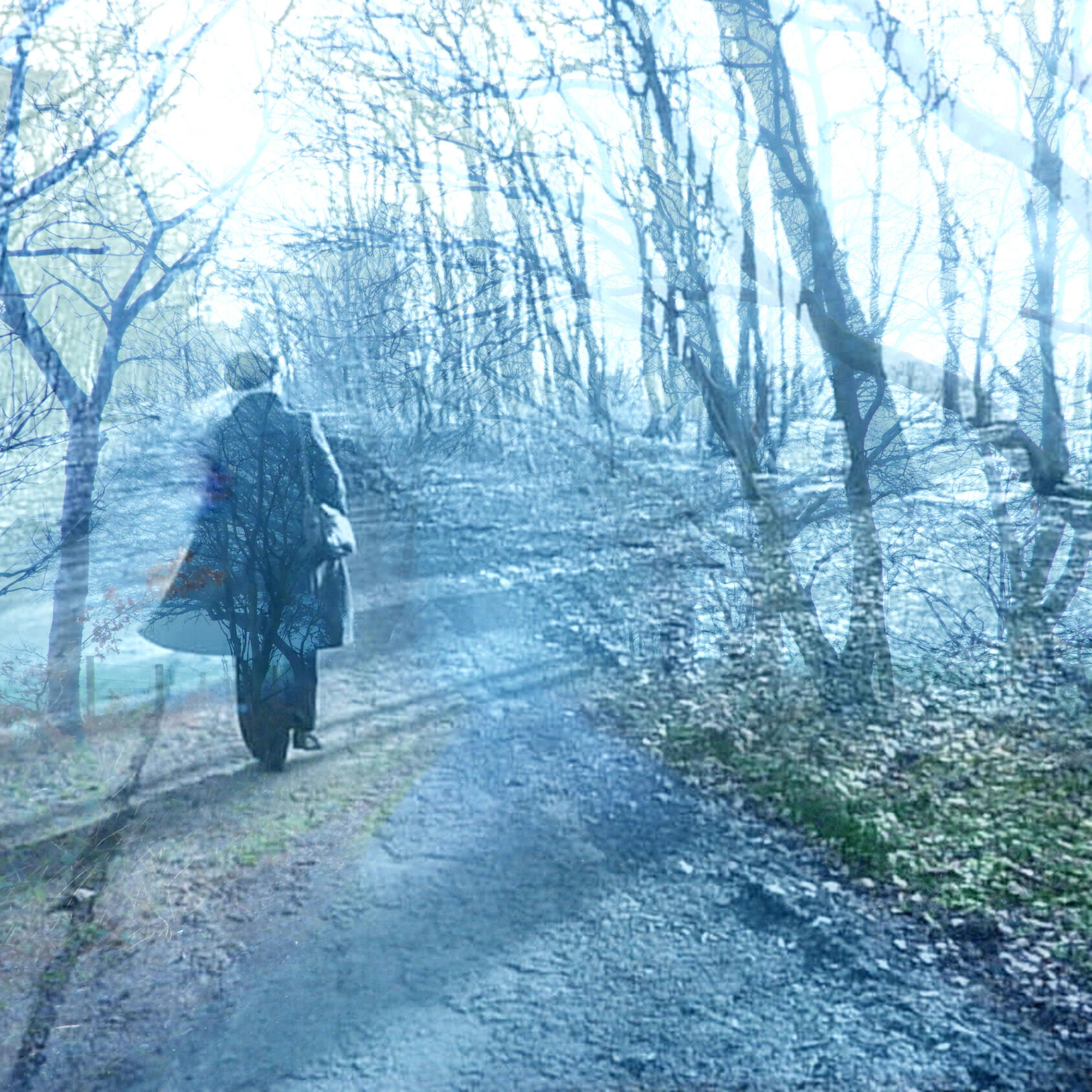 Woodland Path by CA Strange